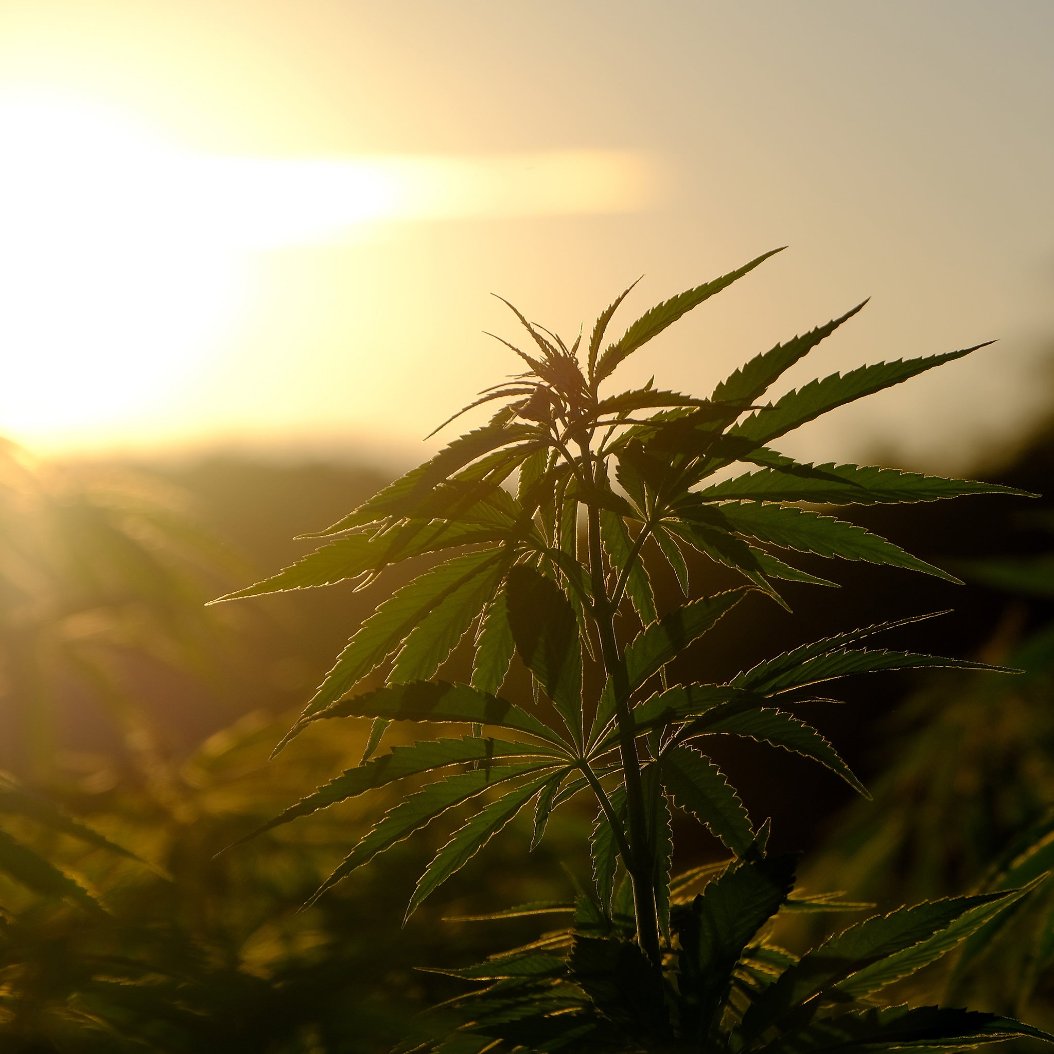 Sustainable & Timeless